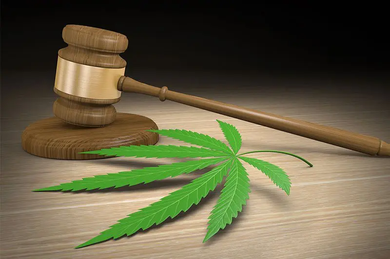 גידול קנאביס: עבירה פלילית שעלולה להוביל למאסר גידול קנאביס: עבירה פלילית שעלולה להוביל למאסר